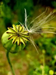 Allet 14 Papaverbol met paardebloemzaadje